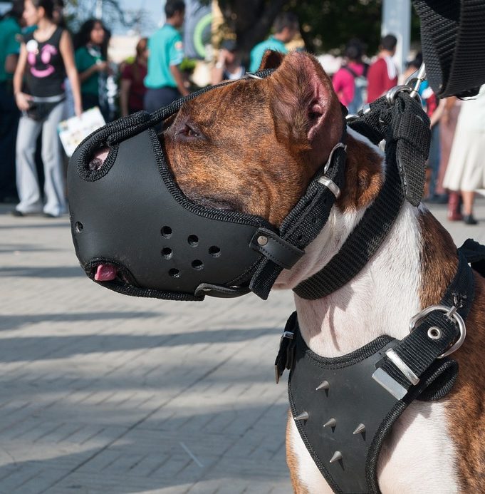 Maulkörbe für Hunde • Vergleichsportal // Angebote // Ratgeber