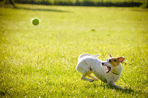 Ballkanone für Hunde