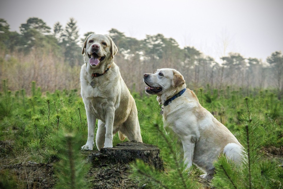 Erziehungshilfen für Hunde