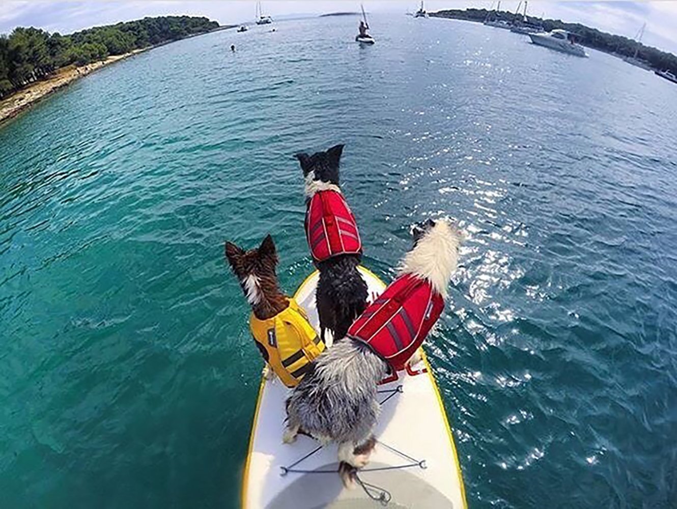 Hunde Schwimmwesten
