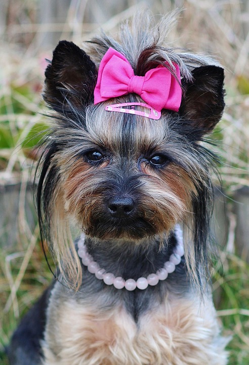 Hundeaccessoires