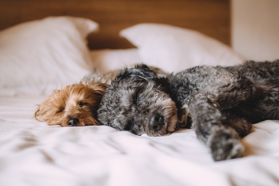 Hundebett