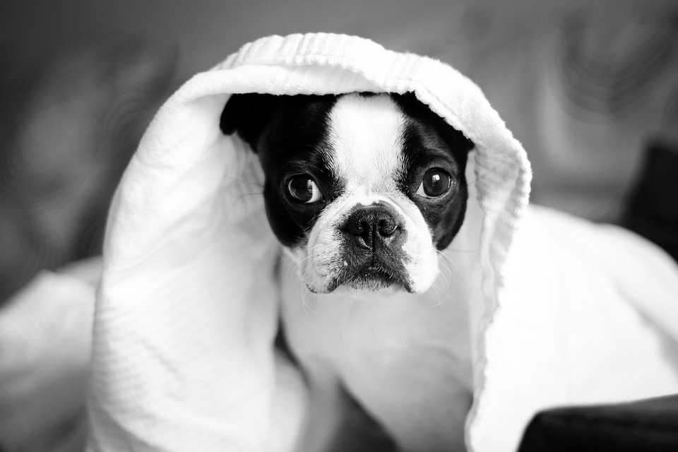 Hundedecke