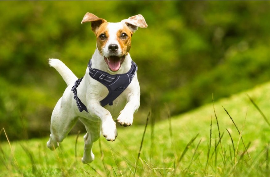 Hundegeschirr