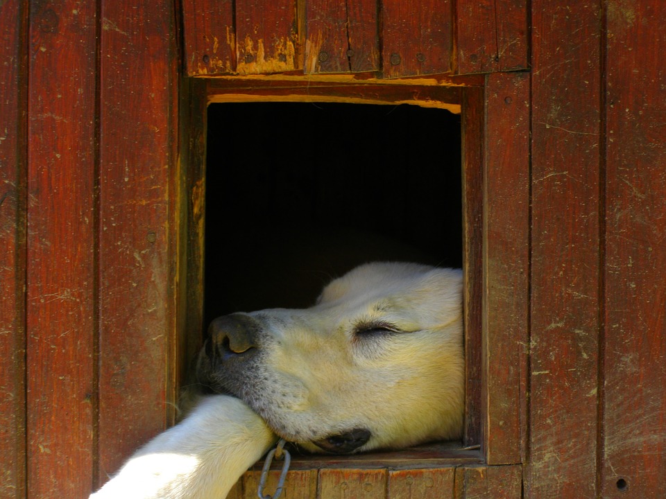 Hundehütte