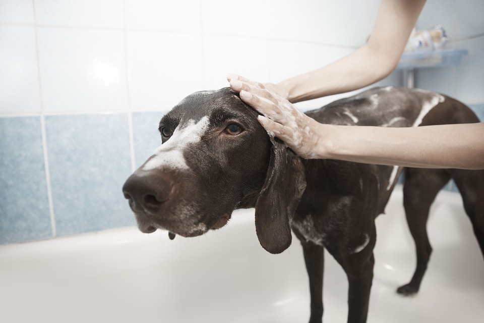 Hundehygiene