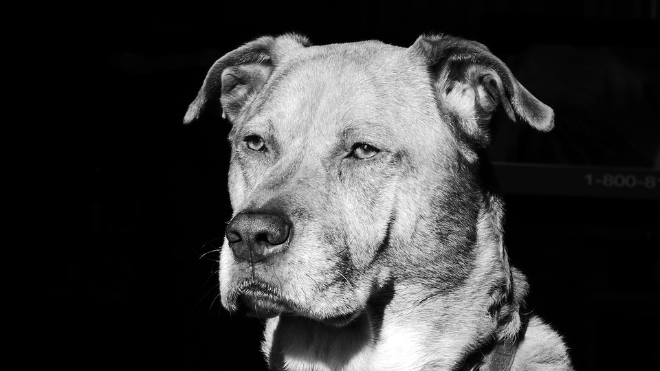 Hundepsychologie