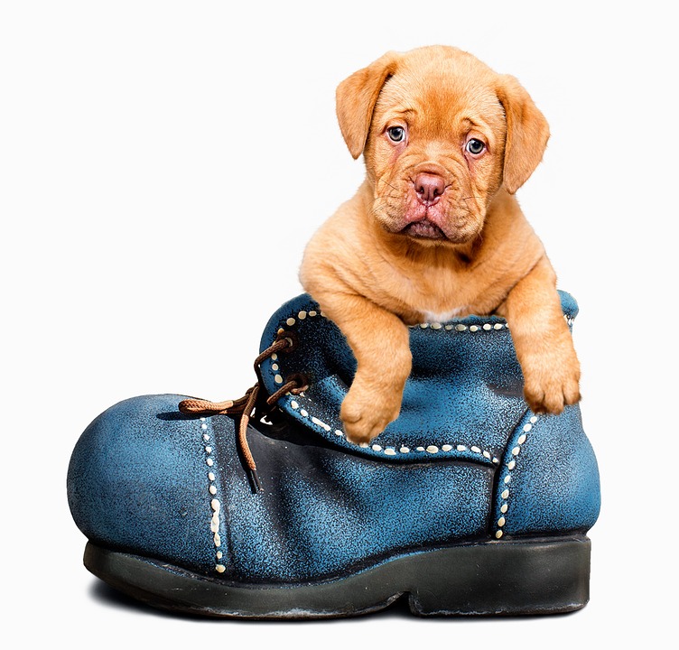Hundeschuhe