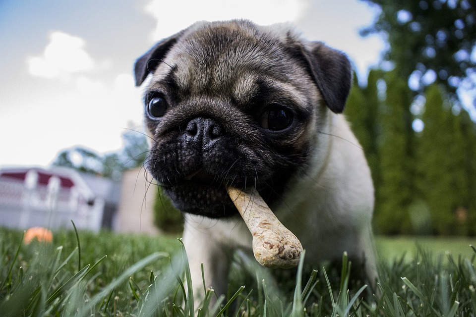 Hundesnacks