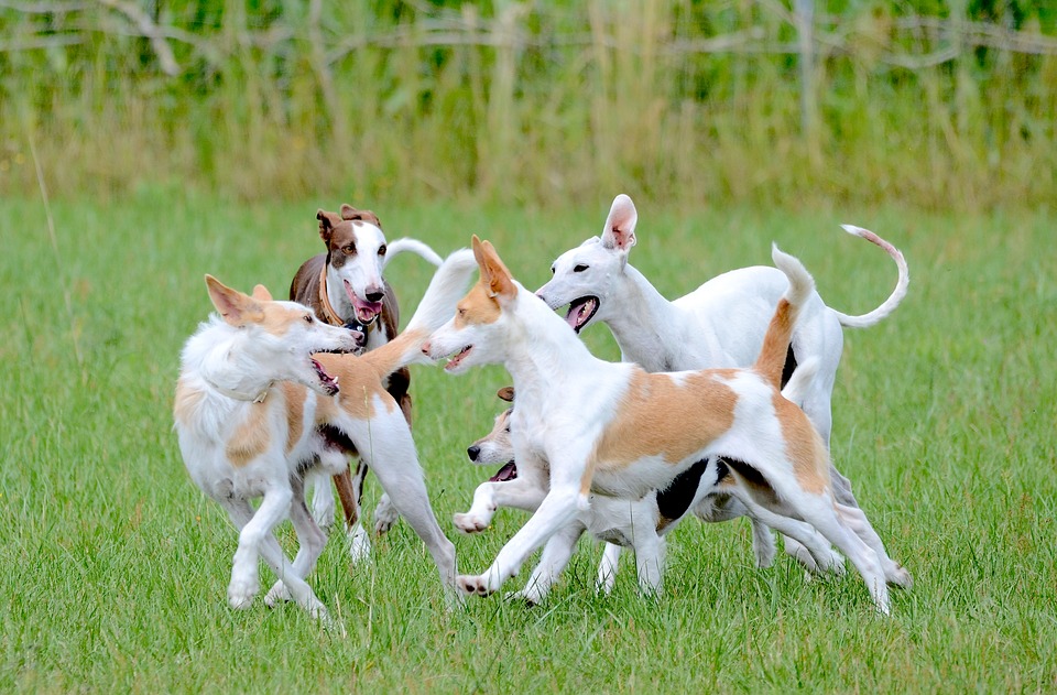 Hundeverhalten