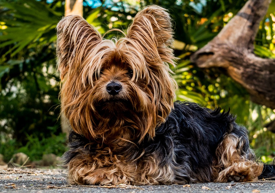 Sauberkeitserziehung für Hunde
