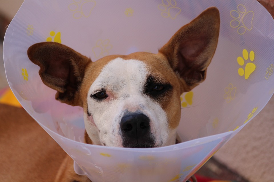 Schmerzmittel für Hunde
