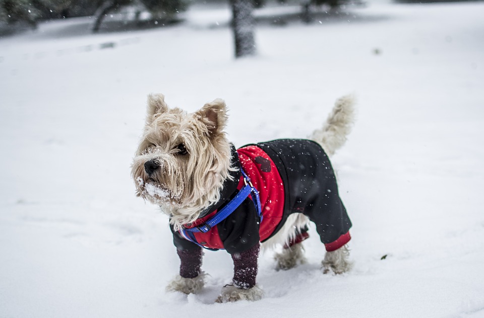 Wintermantel Hund