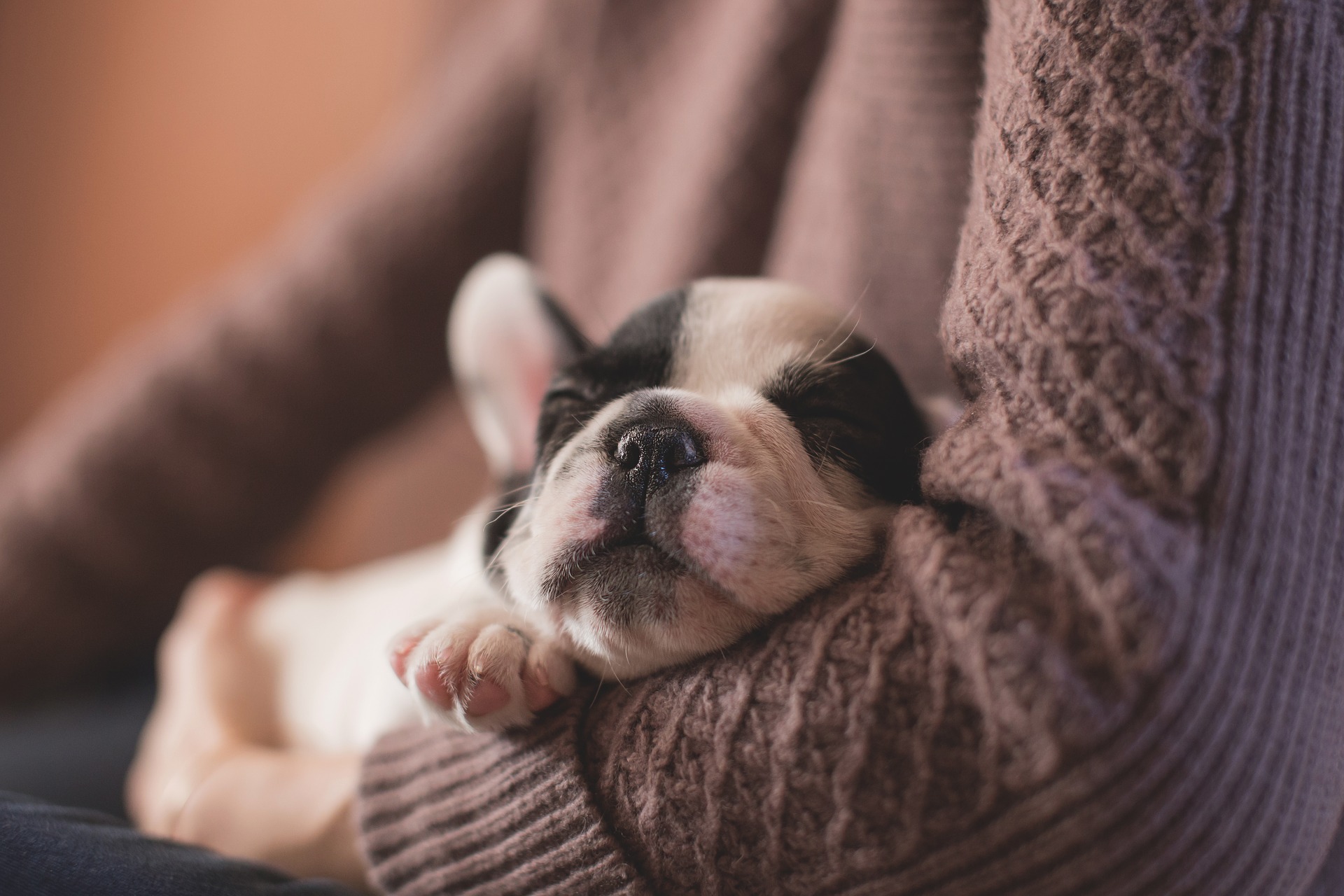 tragetasche hund