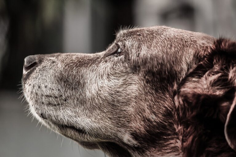 Ernährungsphysiologische Ansätze zur Unterstützung alternder Hunde: Jenseits der Basisernährung