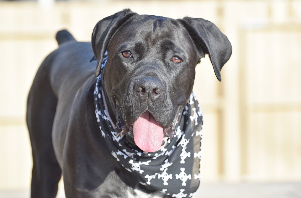 cane corso rasse