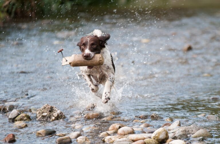 Wasserspielzeug für Hunde