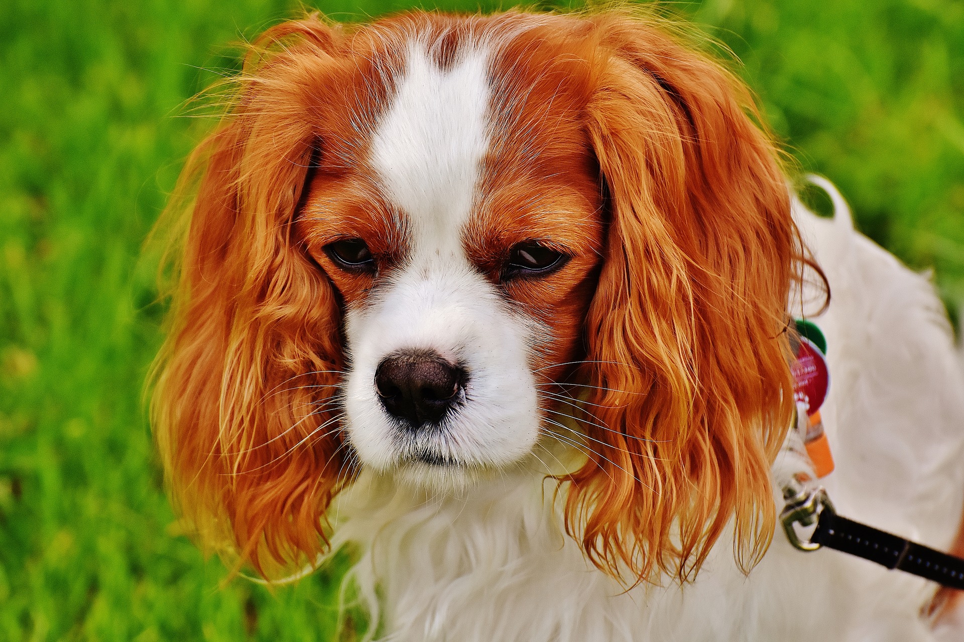 Schermaschine Hund