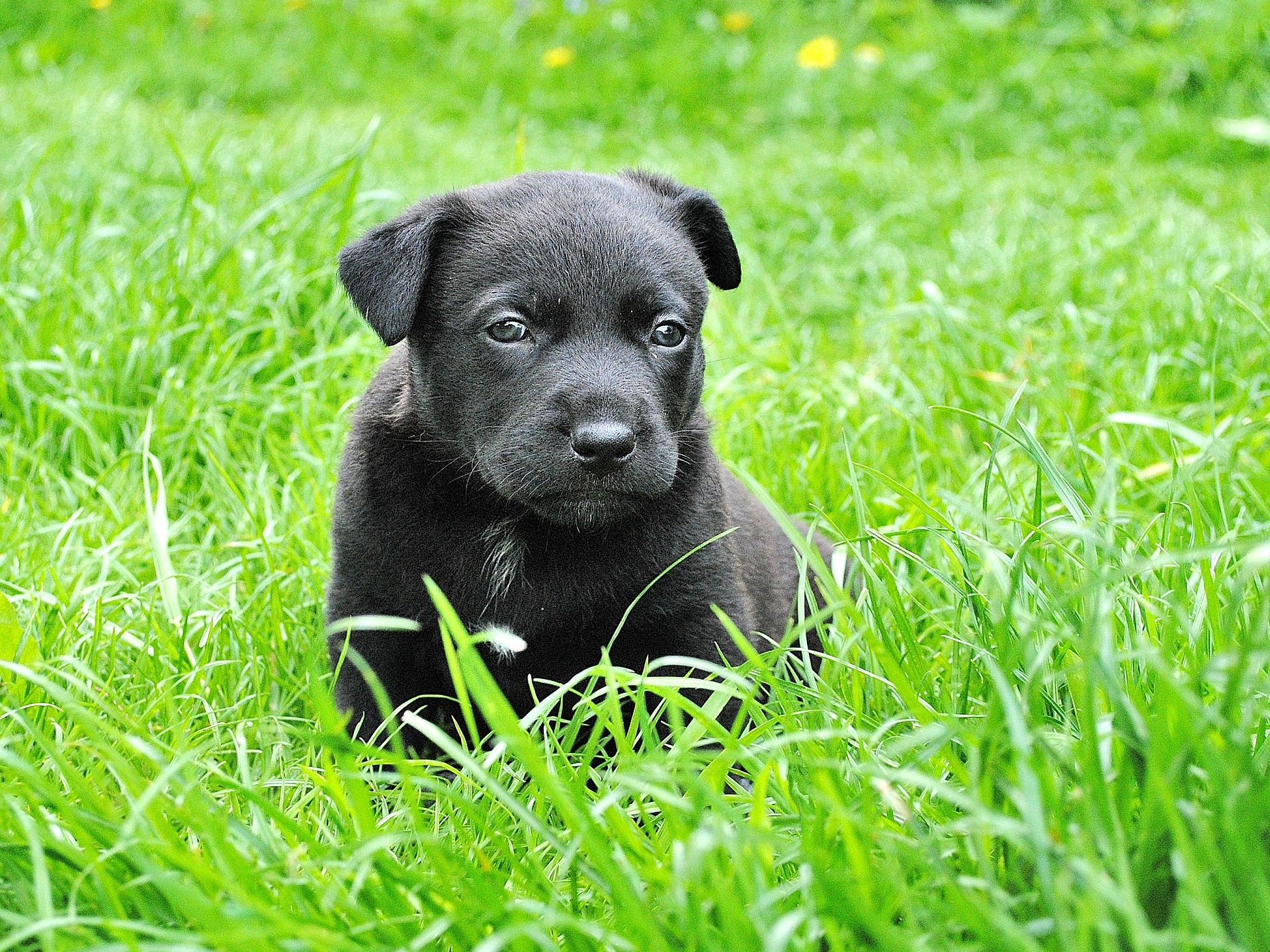 Hund stubenrein bekommen