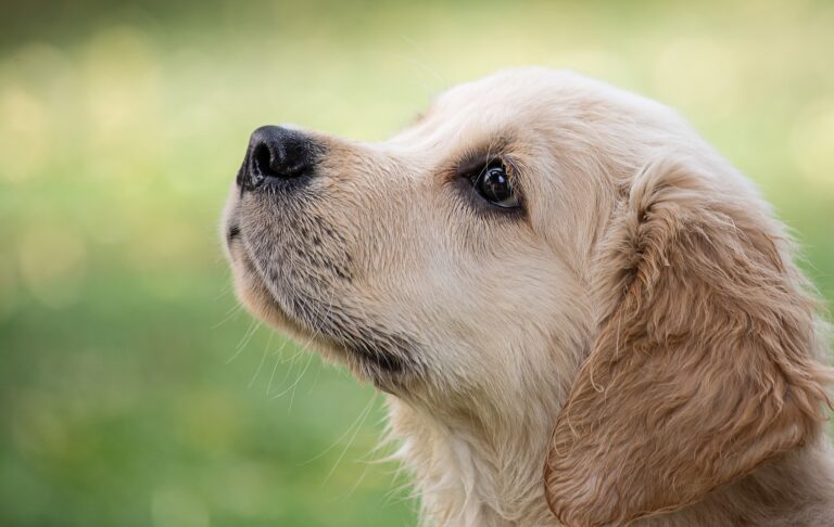 Das gibt es zu bedenken, wenn man sich einen Hund anschafft