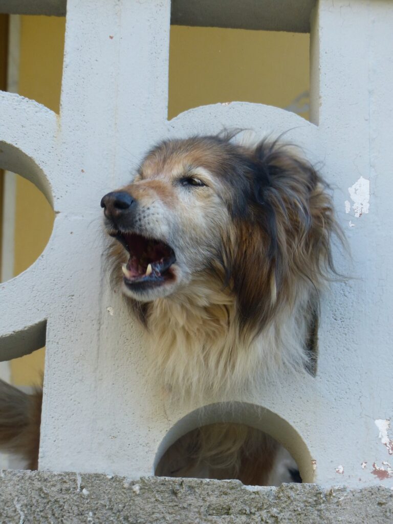 Wie kannst Du einem Hund das Bellen abgewöhnen?
