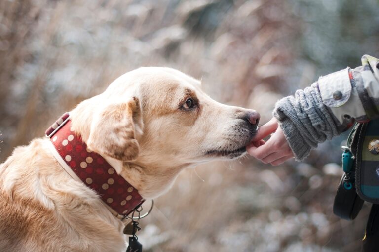 Für empfindliche Hunde – Hundefutter und Snacks sensitive