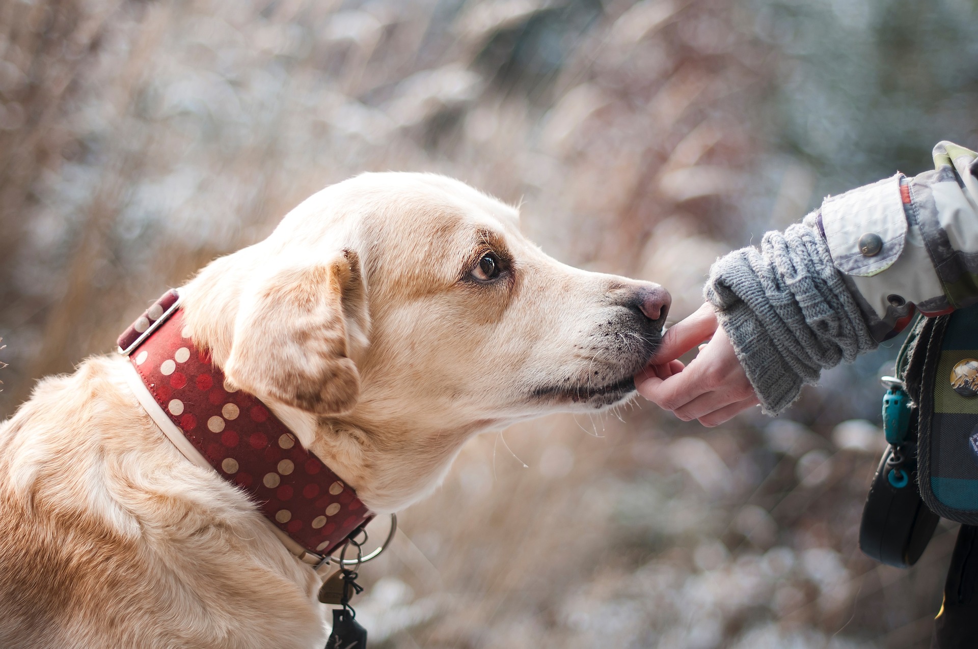 Für empfindliche Hunde – Hundefutter und Snacks sensitive