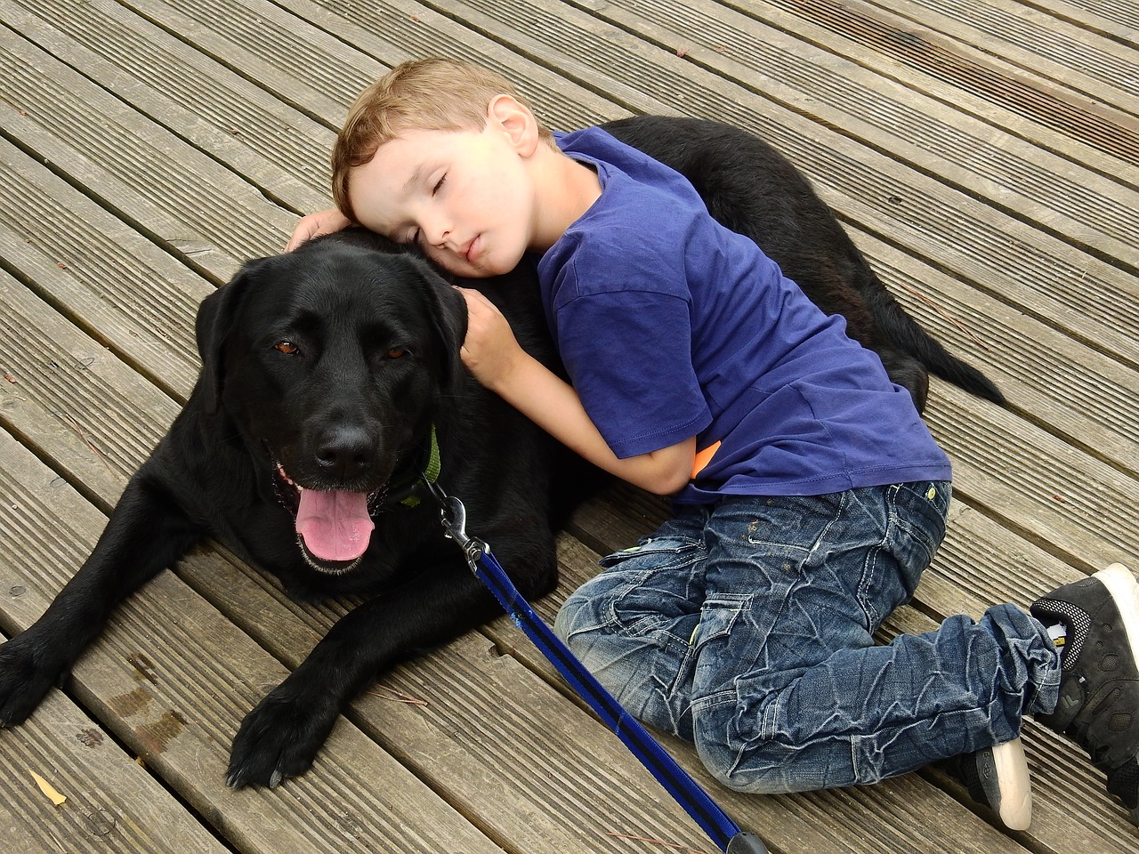 hunde artgerecht halten