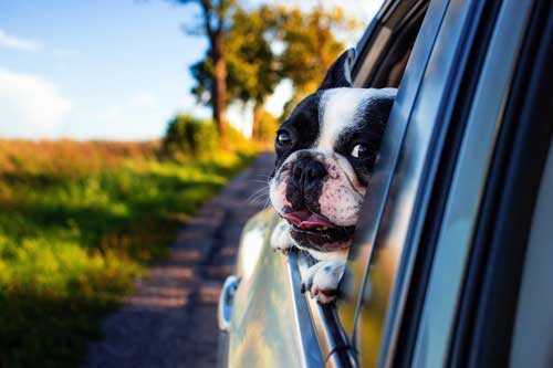 Autofahren mit Hund – Darauf müssen Sie achten