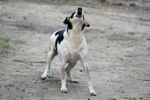 Dem Hund das Bellen abgewöhnen – so geht`s!