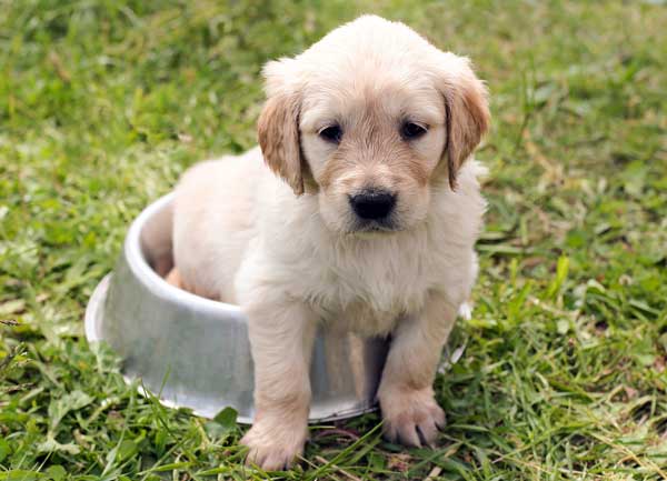 Die Erstausstattung für den Hund – Eine Checkliste