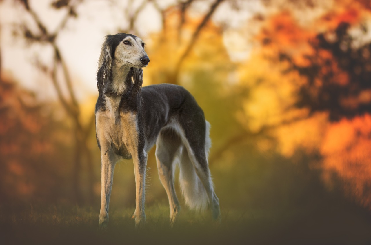 Hunderassen