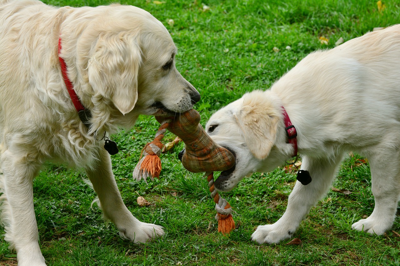Hundespielzeug