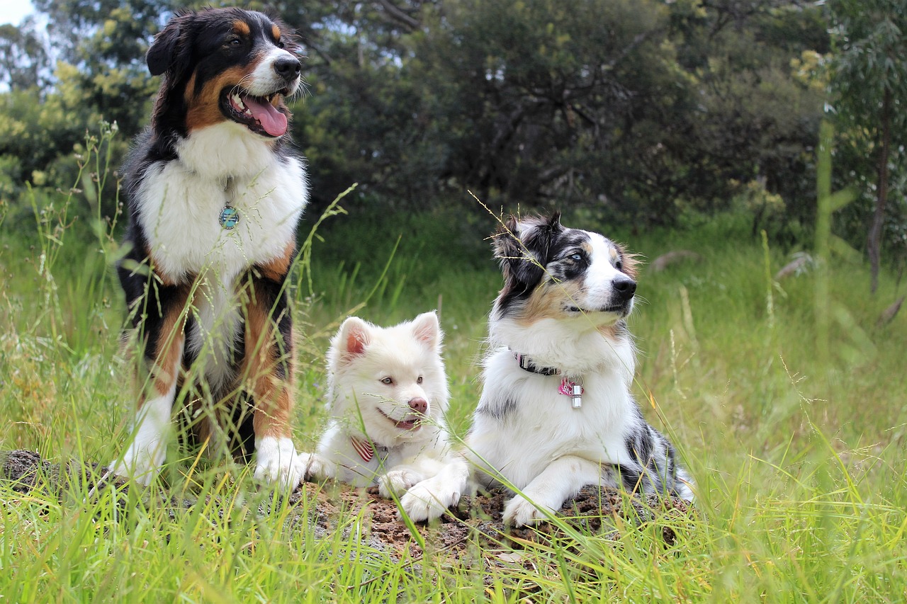 Welcher Hund passt zu mir?