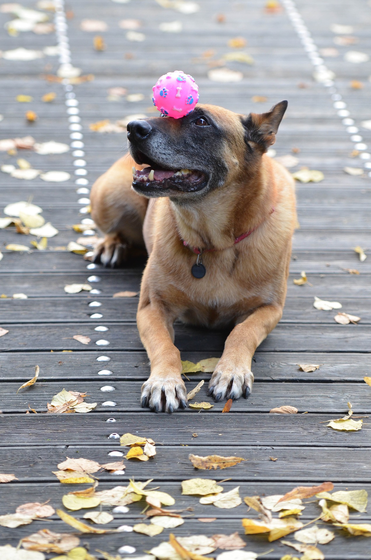 Hundetricks