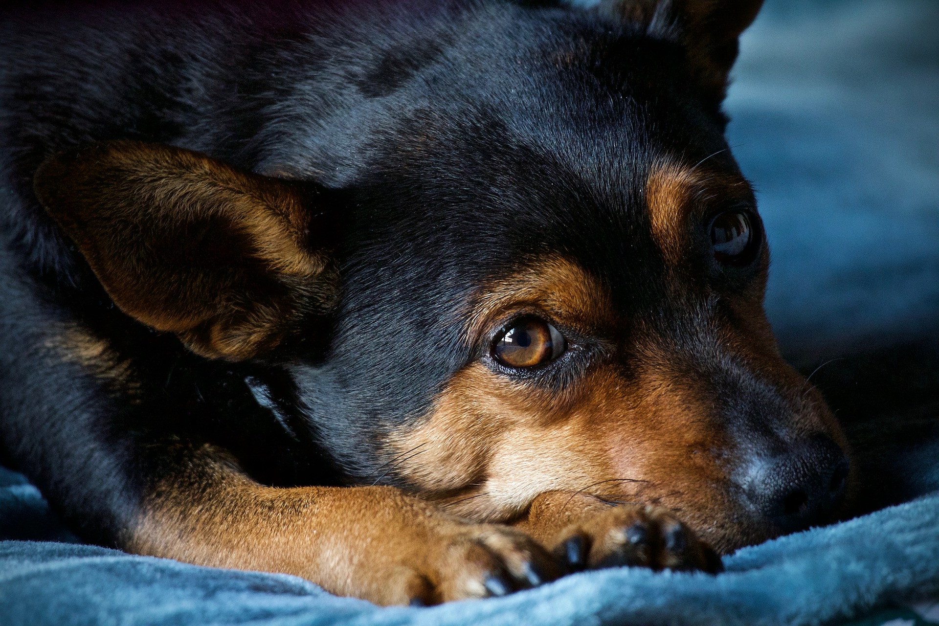 Hunde-OP Versicherung: Der beste Schutz für die Fellnasen!