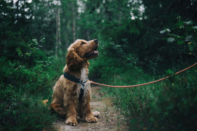 Das beste Hunde- und Welpenfutter für die Gesundheit Ihres Hundes