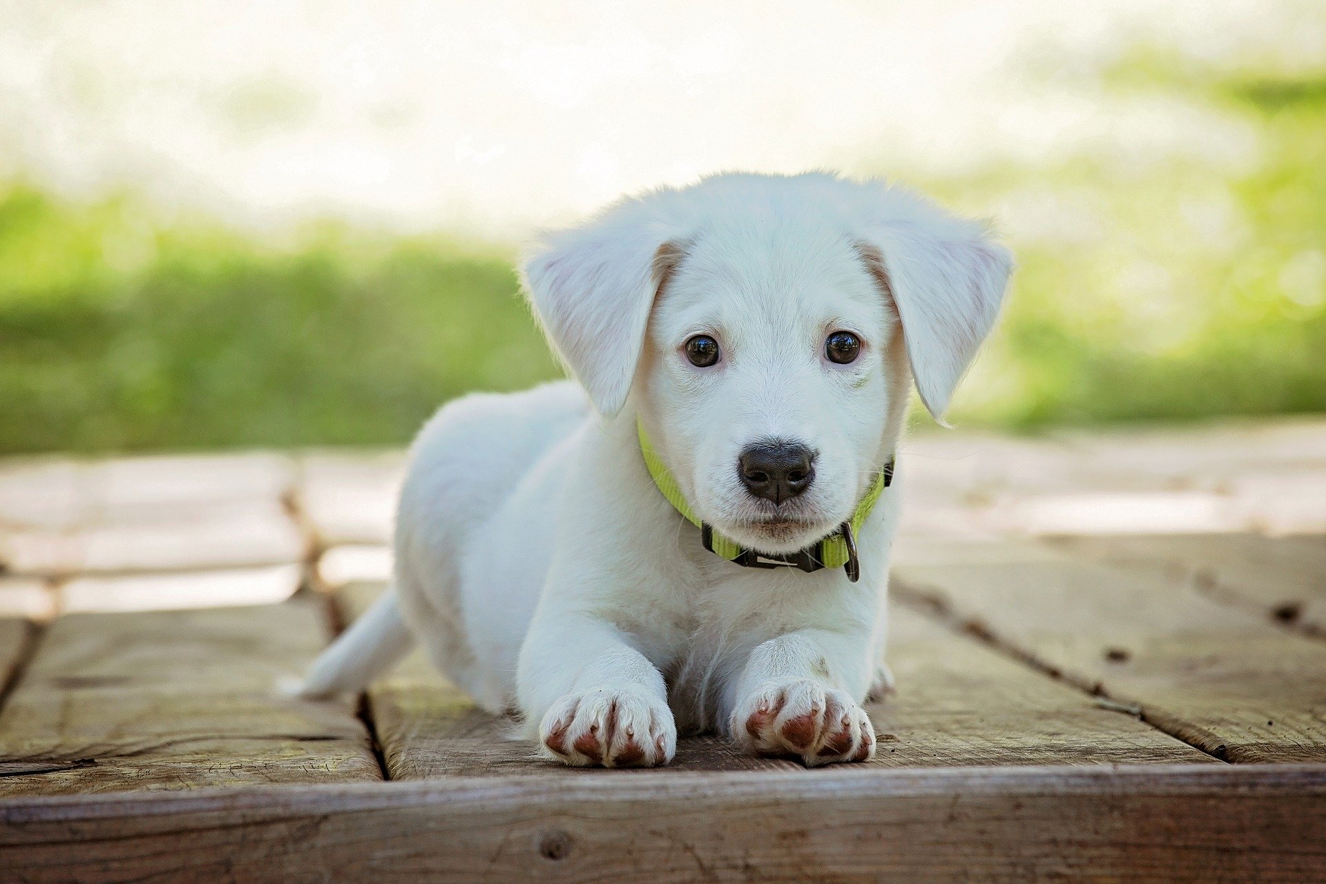 Analentzündung beim Hund
