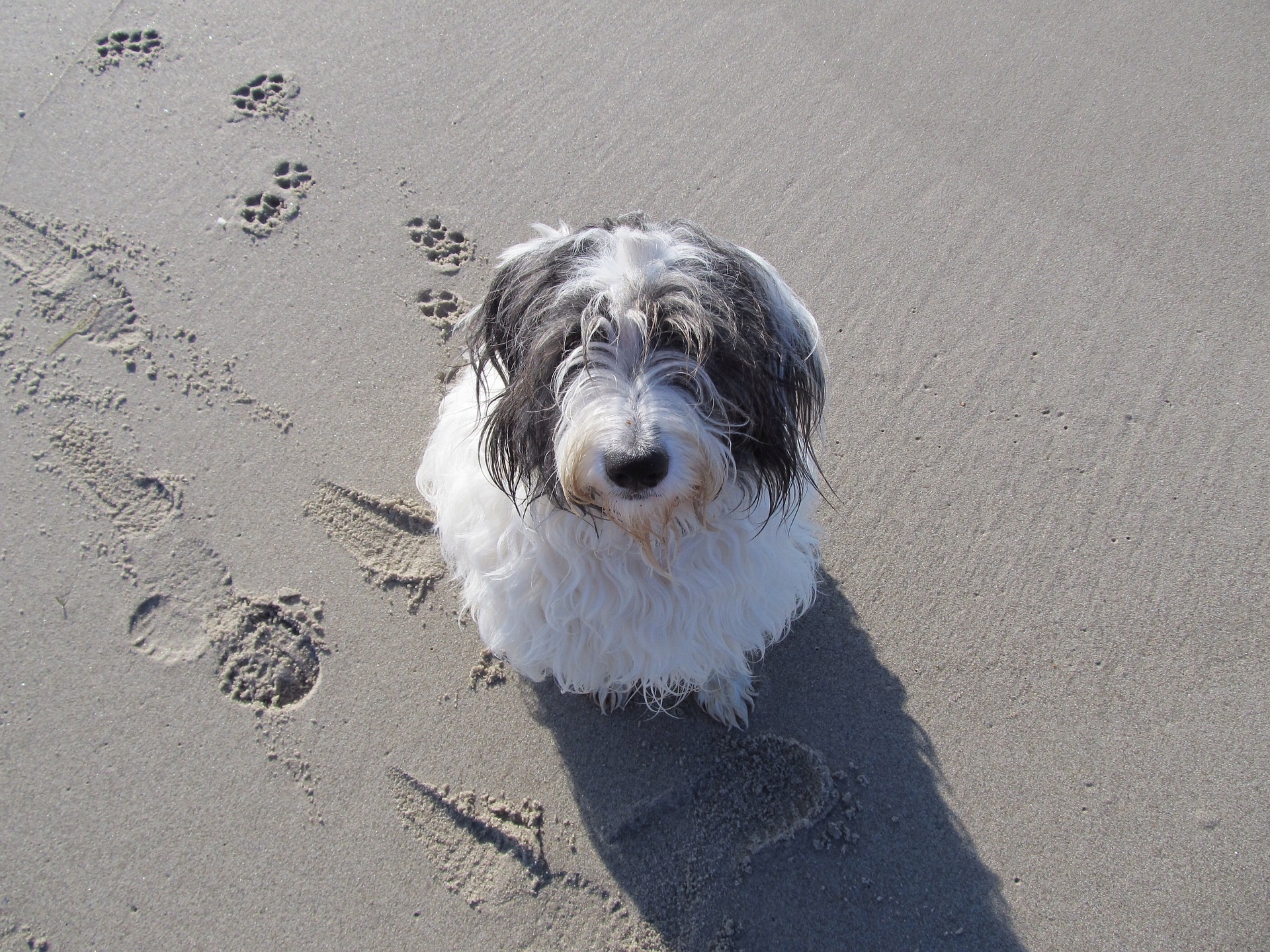 Entdecken Sie Europas hundefreundlichste Städte: Ein Insider-Guide