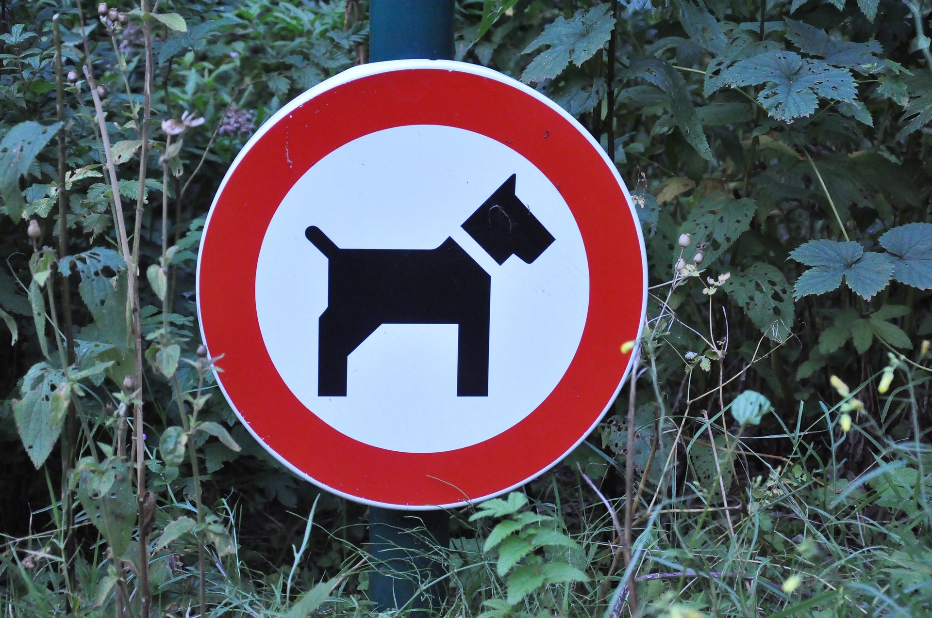 warnschild hund