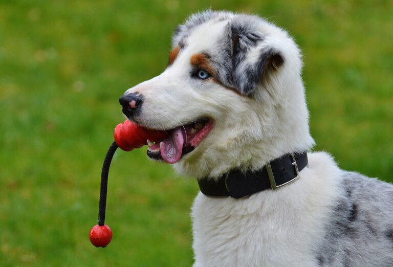 Ballwurfmaschine Hund kaufen